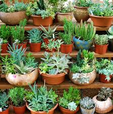 Which lead most of us to wonder how to replant succulents into those vibrant arrangements. Stillwater Succulents