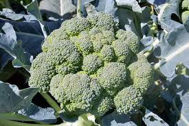 We'll go through these below. Why Your Broccoli May Form Loose Bitter Heads Gardener S Path