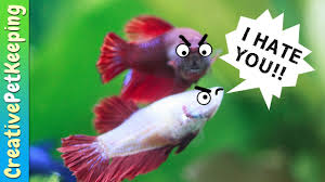How To Keep Female Betta Fish From Killing Each Other Fish Fan Friday Youtube