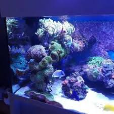 4.6 out of 5 stars 6. 130 Aquarium Air Laut Ideas Aquarium Air Led Aquarium Lighting