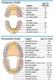 art the chart at the top shows the teeth of a child 2 to 2 1