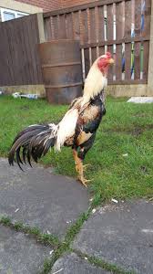 O Shamo Ayam