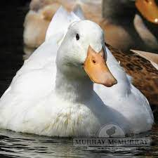 Check spelling or type a new query. Murray Mcmurray Hatchery Jumbo Pekin Ducks