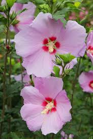 「ムクゲ 。画像。」の画像検索結果