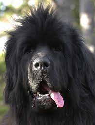Looks Like Our Chewy Only Black Haired Short For Chewbacca They Were The Same Color Newfoundlands Facebook Com Sodoggon Newfoundland Dog Dogs Landseer Dog