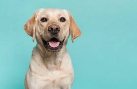 You can get from an australian online pharmacy but those too only for parasite control or prevention. Vet Medications Dog Meds Canadian Pharmacy Free Shipping