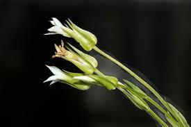 Image result for Exochaenium