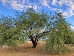 Image result for Prosopis glandulosa