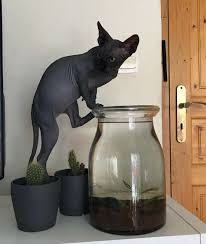 Sphynx In 2020 Cute Baby Animals Animals Wild Sphynx