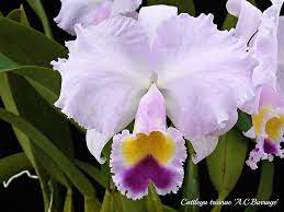 Cattleya Trianae A C Burrage Cattleya Cattleya Orchid Orchidaceae