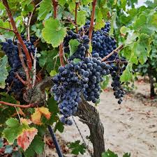 Image result for Vitis vinifera