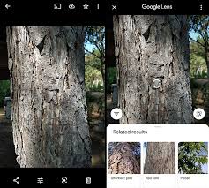 Maybe you would like to learn more about one of these? 5 Best Tree Identification Apps For Android Ios 2021