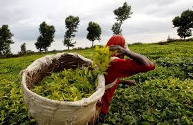 The place itself is extremely well constructed as a tourist attraction even for individual the tea plantations are fantastic. Kenyan Tea Glut Pushes Prices To Multi Year Lows Trade Body Says Reuters