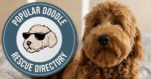 Breeder of top quality european english teddy bear & american goldendoodle puppies. Goldendoodle Rescue Directory Top 10 Legit Adoption Organizations