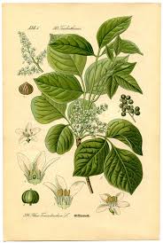 The faster you rinse your skin with cool water, the less chance you'll be affected by the poison ivy. How To Stop Poison Ivy Poison Oak Allergy 1 Trick Design Mom