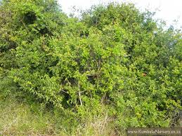 Image result for Scutia