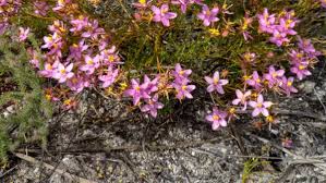 Image result for Chironia flexuosa