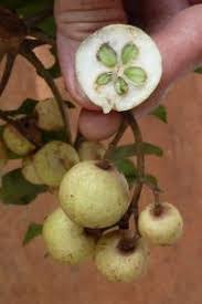 Image result for Ekebergia