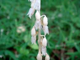 Image result for Epipogium roseum