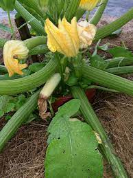 Maybe you would like to learn more about one of these? What Causes Zucchini Blossom End Rot Preventing Blossom End Rot On Zucchinis