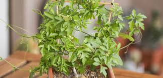 Image result for Kedrostis capensis