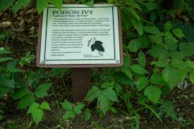 The presence of flowers or berries can also differentiate poison oak from another plant. Poison Ivy On The Rise What It Looks Like How To Avoid Rash