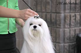 The Face Of A Champion Canadian Champion Amplua Bow Wow Of Jblittlemaltese Reg D Www Jblittlemaltese Com Maltese Show D Maltese Dogs Maltese Maltese Haircut