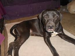 Loves to swim and please us. Pets For Adoption At Northeast Ohio Lab Rescue In North Jackson Oh Petfinder