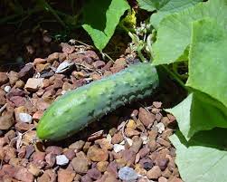 Image result for Cucumis sativus