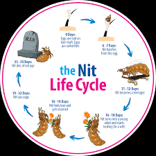 Image result for lice life cycle