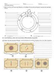 Benennen sie die phasen des zellzyklus! 20 Arbeitsblatt Zellzyklus Und Mitose Arbeitsblatter Biologie Unterrichten Abitur Vorbereitung