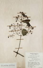 Image result for Hippocratea goetzei