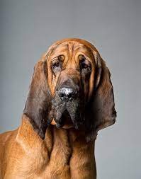 Steps take a shower everyday. Bloodhound Dog Breed Information Pictures Characteristics Facts Dogtime