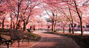 What you are purchasing is 1 okame flowering cherry tree, featuring gtsuper roots, at a size of your choosing and wrapped in a burlap encasement. Okame Cherry Blossom Tree For Sale Online The Tree Center