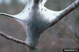 A native of europe and asia, the gypsy moth was introduced into north america in 1869 when. Is It A Gypsy Moth Gypsy Moth In Wisconsin