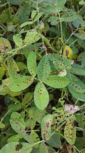 Maybe you would like to learn more about one of these? Peanut Groundnut Diseases And Pests Description Uses Propagation