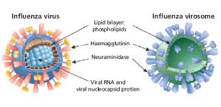 Image result for influenza virosome images