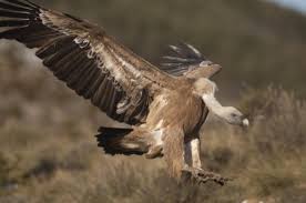 Birds Of Prey Digital Release Date Uk Griffon Vulture Hatches In The Uk For First Time In Centuries Vulture Bald Eagle Beautiful Creatures