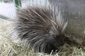 Animals from several hundred species, among which most come from africa. Ausgebuxter Baumstachler Ben Zuruck Im Zoo Osnabruck