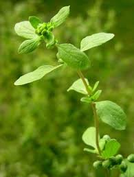 Image result for Origanum majorana