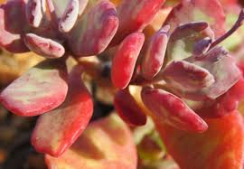 Image result for Kalanchoe latisepala