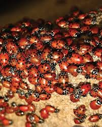 Use a broom so read the tips below and learn about how you can get rid of ladybugs in your home. Why Am I Seeing Asian Lady Beetles And Boxelder Bugs In Spring Batzner Pest Control