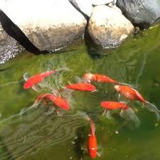 Check spelling or type a new query. Are Frogs Ok With My Fish Garden Pond Forums