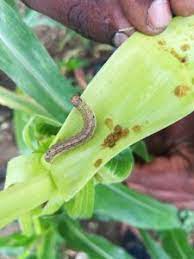 Minor pests occur irregularly and will not be a problem every season.for the protection of maize crop, proper identification and management of pests should be adopted.some pests of maize are given below Fall Armyworm Reported In India Battle Against The Pest Extends Now To Asia Maize