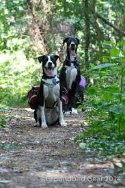 These dogs have been waiting for months for their forever homes! A Walk In The Park With Liz And Sophie Dog Gear Dog Backpack Custom Dog