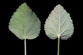 Image result for Sida veronicifolia