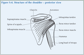 Most relevant best selling latest uploads. Global Alliance For Musculoskeletal Health The Shoulder
