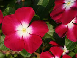 We did not find results for: Summer Bedding Plants University Of Florida Institute Of Food And Agricultural Sciences