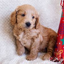 It's a small dog breed at about 13 to 20 inches tall max, and. Miniature Goldendoodle Puppies Online Shopping Mall Find The Best Prices And Places To Buy