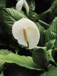 Homemade Fertilizer For Peace Lilies Lily Plants Peace Lily Plant Lilly Plants